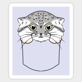 Manul Cat in the Pocket Sticker